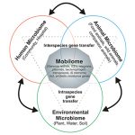 Fig. 1: Interaction between microbial communities from different environments affects the mobilome composition and antibiotic resistance gene reservoir © University of Münster