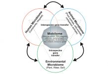 The evolution and spread of antibiotic resistance: A call for more holistic analyses Fig. 1: Interaction between microbial communities from different environments affects the mobilome composition and antibiotic resistance gene reservoir © University of Münster
