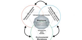 Fig. 1: Interaction between microbial communities from different environments affects the mobilome composition and antibiotic resistance gene reservoir © University of Münster