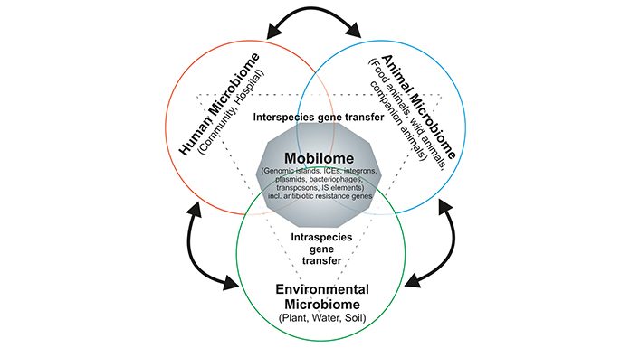 The evolution and spread of antibiotic resistance- A call for more holistic analyses Fig. 1: Interaction between microbial communities from different environments affects the mobilome composition and antibiotic resistance gene reservoir © University of Münster