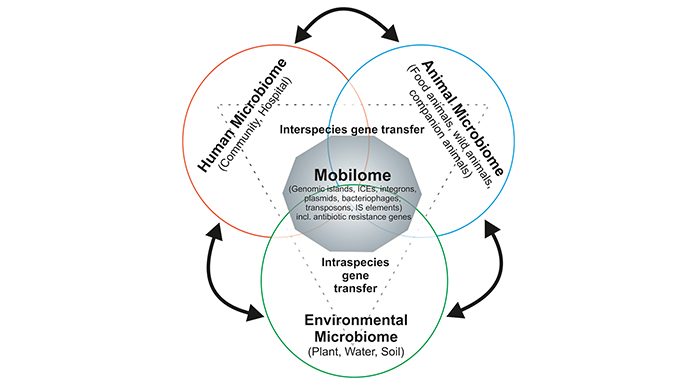 Fig. 1: Interaction between microbial communities from different environments affects the mobilome composition and antibiotic resistance gene reservoir © University of Münster