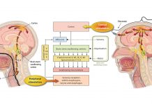 Firing up the swallowing network Fig. 1 Peripheral (Pharyngeal Electrical Stimulation, PES) and central (transcranial direct current stimulation, tDCS) stimulation strategies targeting the swallowing network. ©Heike Blum, Department of Neurology, University Hospital Münster, Germany. View larger image