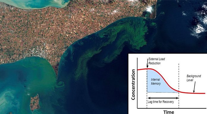 Fig. 1 Algal blooms can be harmful to agriculture