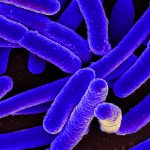 Surfers at greater risk of having antibiotic-resistant bacteria
