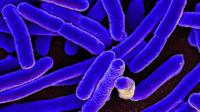 Surfers at greater risk of having antibiotic-resistant bacteria