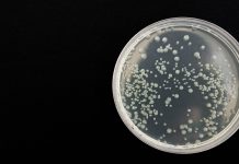 A new family of antibiotics found in dirt samples