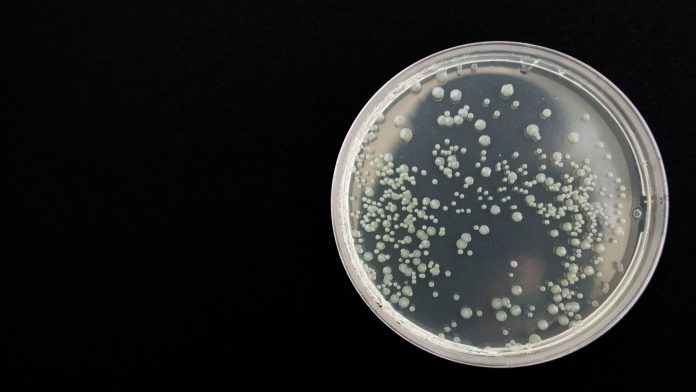 A new family of antibiotics found in dirt samples