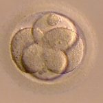 Fertility treatments could be improved after human eggs grown in lab