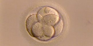 Fertility treatments could be improved after human eggs grown in lab