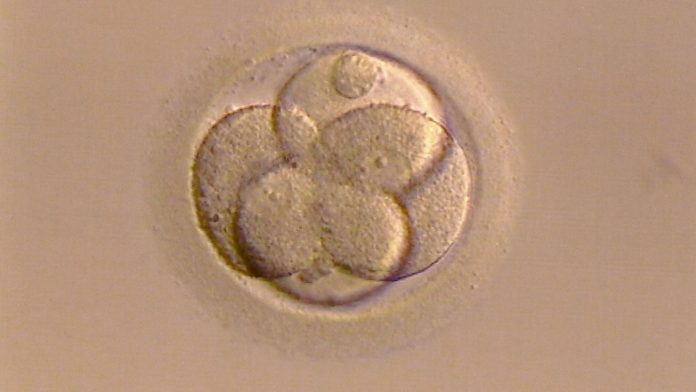 Fertility treatments could be improved after human eggs grown in lab