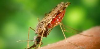 Global Fund, Mozambique launch new grants to aid malaria eradication