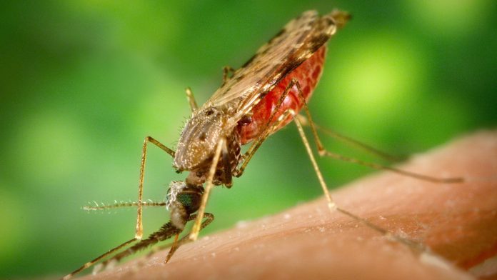 Global Fund, Mozambique launch new grants to aid malaria eradication