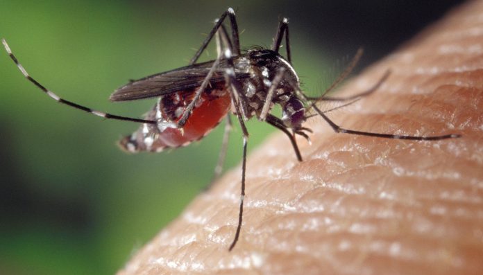 Newly adapted HIV test will help diagnose Zika virus
