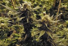 A centre of excellence for medical cannabis research A centre of excellence for medical cannabis research