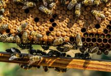 Can honeybees help us understand human behaviour?