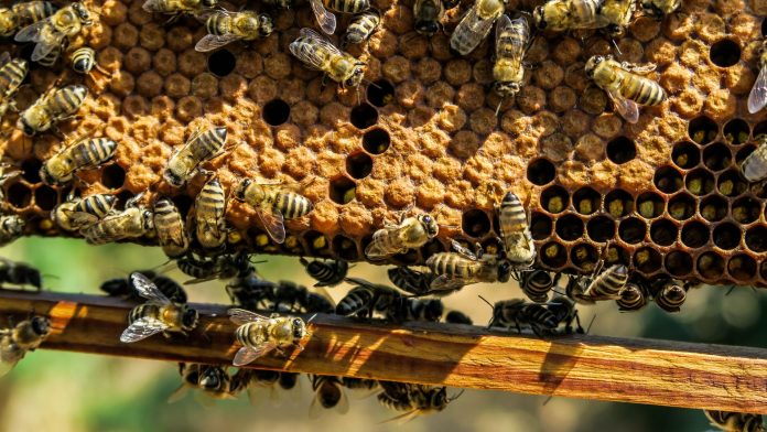 Can honeybees help us understand human behaviour?