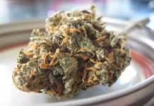 European journal calls for medical cannabis to be mainstream European journal calls for medical cannabis to be mainstream