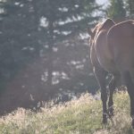Working with One Health – learning from equine tendon disease