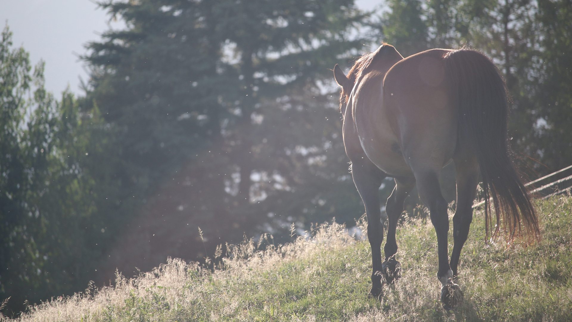 Working with One Health – learning from equine tendon disease