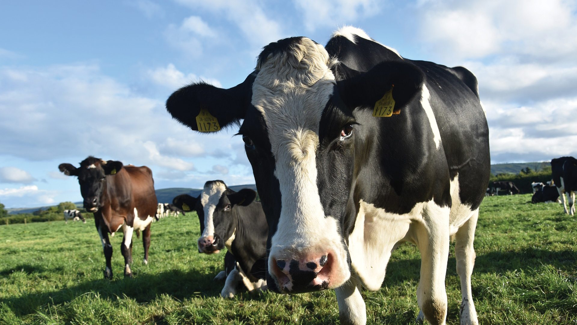 Astaxanthin manufacturer Astaxanthin manufacturer