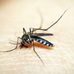 New serum could aid malaria infection reduction