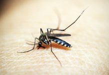 New serum could aid malaria infection reduction