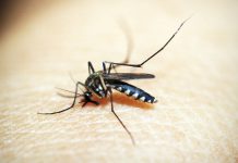 New serum could aid malaria infection reduction New serum could aid malaria infection reduction