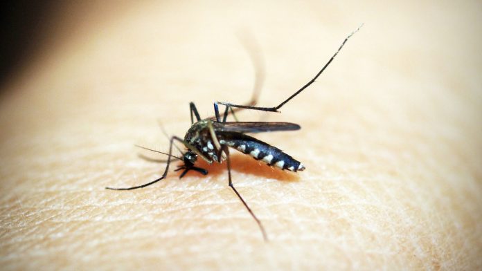 New serum could aid malaria infection reduction