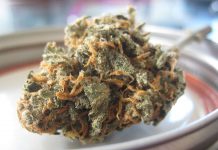 Are women being advised to use cannabis to treat morning sickness? Are women being advised to use cannabis to treat morning sickness?