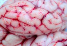 How depression can negatively affect cognitive function How depression can negatively affect cognitive function