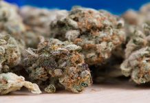Survey reveals medical cannabis reduced painkiller use in older adults
