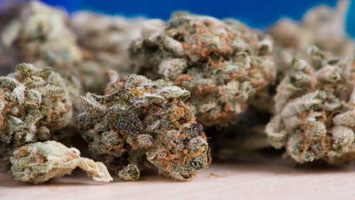 Survey reveals medical cannabis reduced painkiller use in older adults Survey reveals medical cannabis reduced painkiller use in older adults