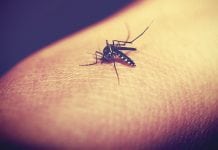 Antibodies work together to enhance immune system against malaria