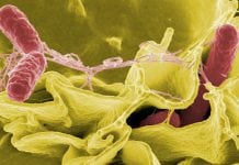 Could natural defence mechanisms be key to tackling antibiotic resistance? Could natural defence mechanisms be key to tackling antibiotic resistance?