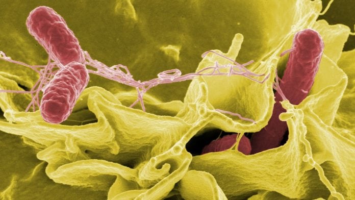 Could natural defence mechanisms be key to tackling antibiotic resistance? Could natural defence mechanisms be key to tackling antibiotic resistance?