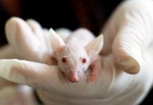 Antifungal drug shows promise in the treatment of bowel cancer Antifungal drug shows promise in the treatment of bowel cancer