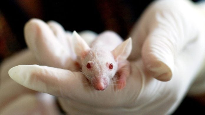 Antifungal drug shows promise in the treatment of bowel cancer Antifungal drug shows promise in the treatment of bowel cancer