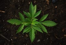 The Canadian Cannabis Act: what does it mean for legalisation elsewhere? The Canadian Cannabis Act: what does it mean for legalisation elsewhere?