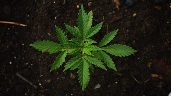 The Canadian Cannabis Act: what does it mean for legalisation elsewhere? The Canadian Cannabis Act: what does it mean for legalisation elsewhere?