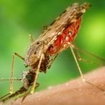 Combining two different malaria vaccines could reduce cases by 91%