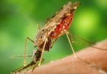 Combining two different malaria vaccines could reduce cases by 91%
