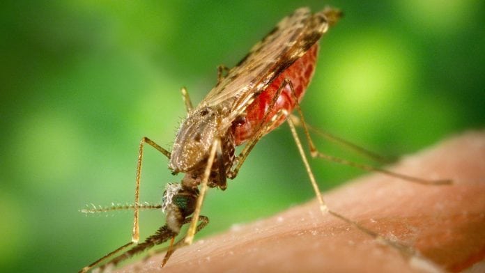 Combining two different malaria vaccines could reduce cases by 91%