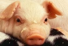Gene-edited pigs resistant to porcine reproductive & respiratory syndrome