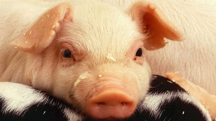 Gene-edited pigs resistant to porcine reproductive & respiratory syndrome