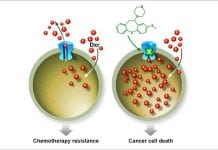Improving the efficiency of chemotherapy with a new molecule