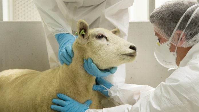 The past, present and future of Wageningen Bioveterinary Research