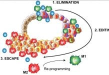 The function of immune cells in combating cancer CANCER