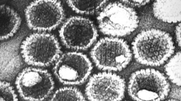 Nobel Prize-winning technology has revealed herpes virus structure