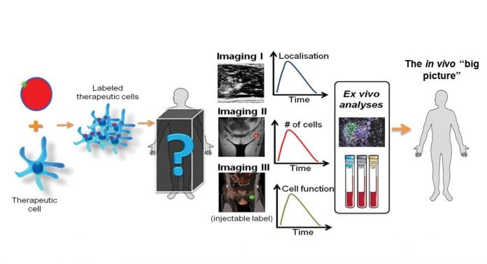 Seeing is believing: the need for in vivo imaging in cell therapies