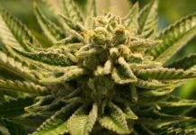 Cannabis could be used to treat inflammatory bowel diseases Cannabis could be used to treat inflammatory bowel diseases